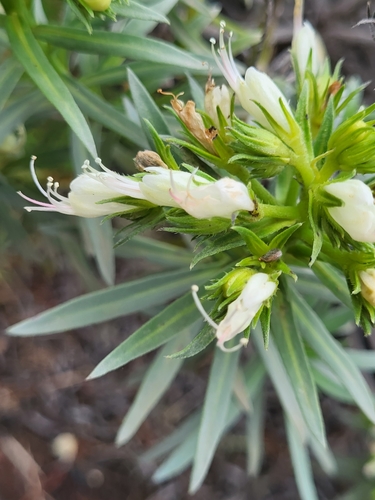 Image of Echium aculeatum by (c) Jacek Pietruszewski, some rights reserved (CC BY)