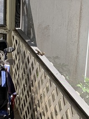 Leiocephalus carinatus