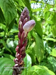 Phlogacanthus turgidus