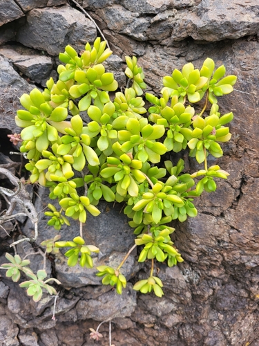 Aeonium lindleyi