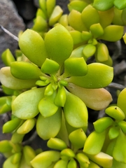 Aeonium lindleyi subsp. viscatum image