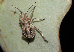 Coenomorpha nervosa