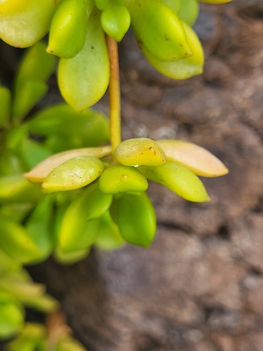 Aeonium lindleyi