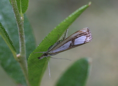 Catoptria pinella