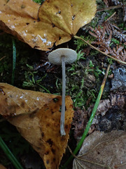 Entoloma conicum