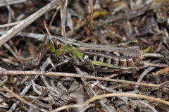 Omocestus petraeus