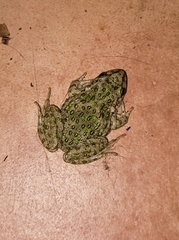 Pelodytes atlanticus