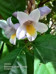 Phlogacanthus turgidus