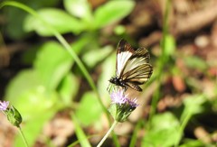 Heliopetes ochroleuca