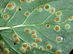 Puccinia circaeae