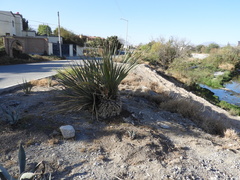 Dasylirion cedrosanum