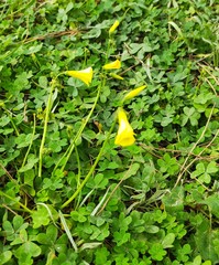 Oxalis pes-caprae