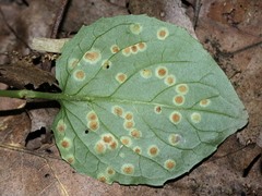 Puccinia circaeae