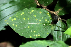 Puccinia circaeae