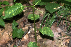 Puccinia circaeae