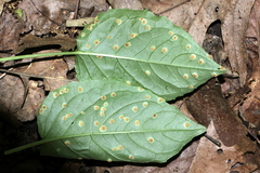 Puccinia circaeae