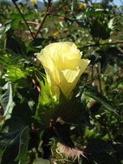 Gossypium hirsutum