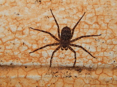 Selenops radiatus
