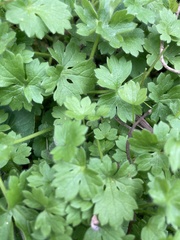 Ranunculus parviflorus