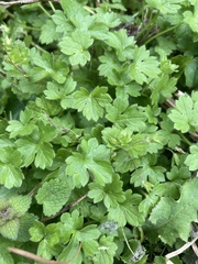 Ranunculus parviflorus