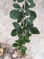 Fraxinus greggii