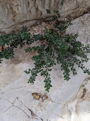 Fraxinus greggii