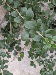 Fraxinus greggii