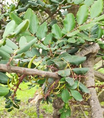 Ceratonia siliqua
