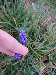 Muscari neglectum