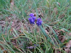 Muscari neglectum