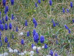Muscari neglectum