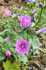 Malva sylvestris