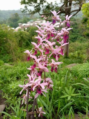 Eulophia cristata