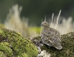 White-Bellied Seedsnipe photo 1