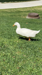 Anas platyrhynchos domesticus