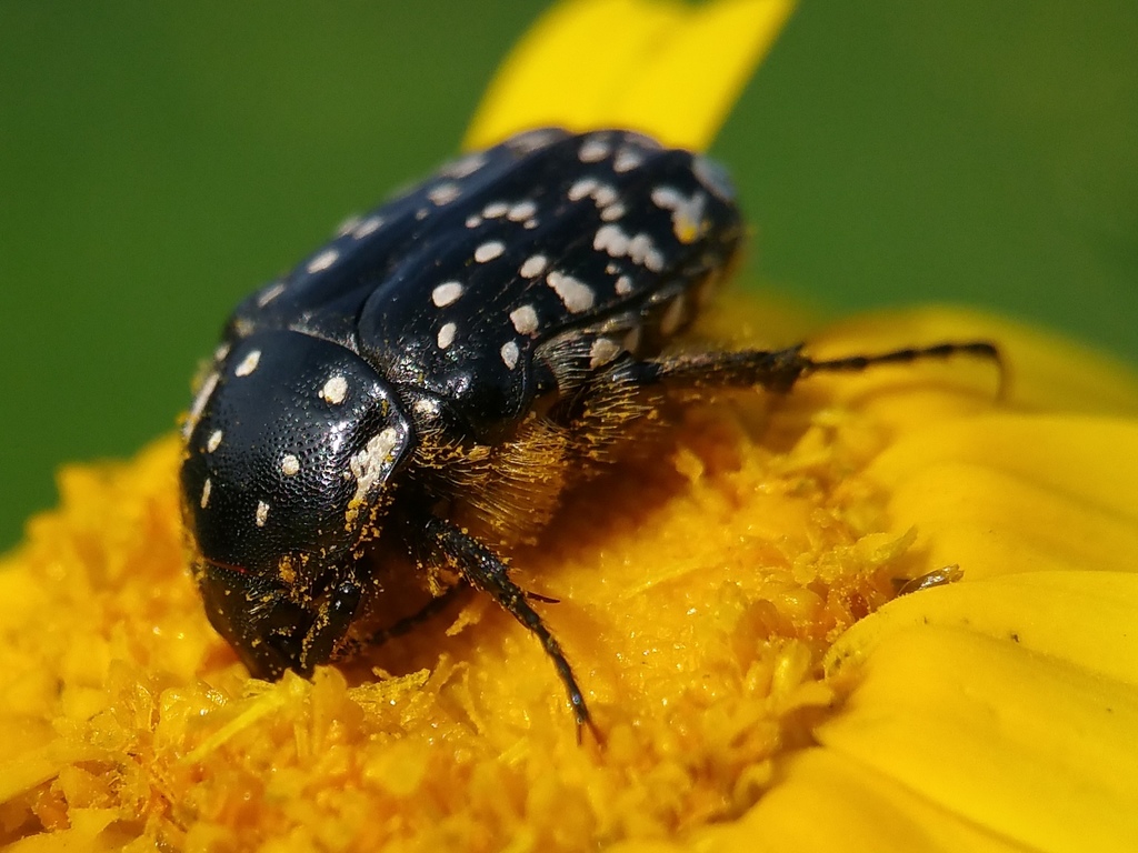 Oxythyrea noemi