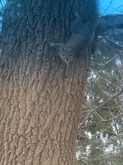 Sciurus carolinensis
