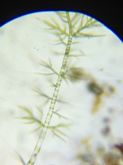 Draparnaldia glomerata