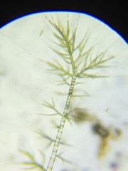 Draparnaldia glomerata