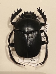 Scarabaeus transcaspicus