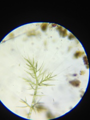 Draparnaldia glomerata