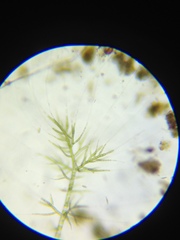 Draparnaldia glomerata