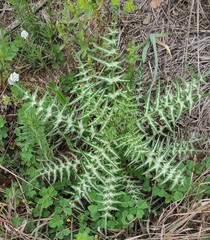 Galactites tomentosus