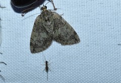 Hydriomena transfigurata