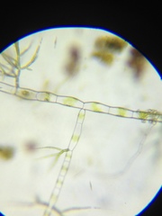 Draparnaldia glomerata