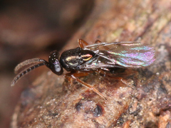 Chalcidoidea