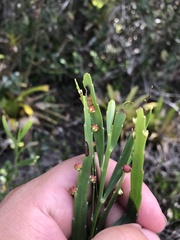 Phyllanthus klotzschianus