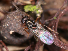 Chalcidoidea