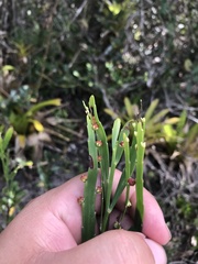 Phyllanthus klotzschianus