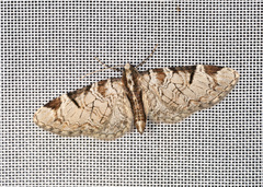 Eupithecia insigniata